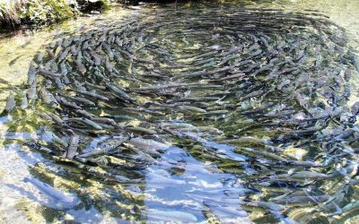 ALTERNFEED 2: más cerca de las alternativas sostenibles a la alimentación en acuicultura