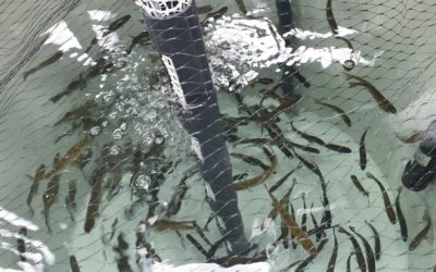 ALTERNFEED 2 presenta sus prometedores resultados en la evaluación de piensos alternativos para acuicultura